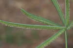 Egyptian grass